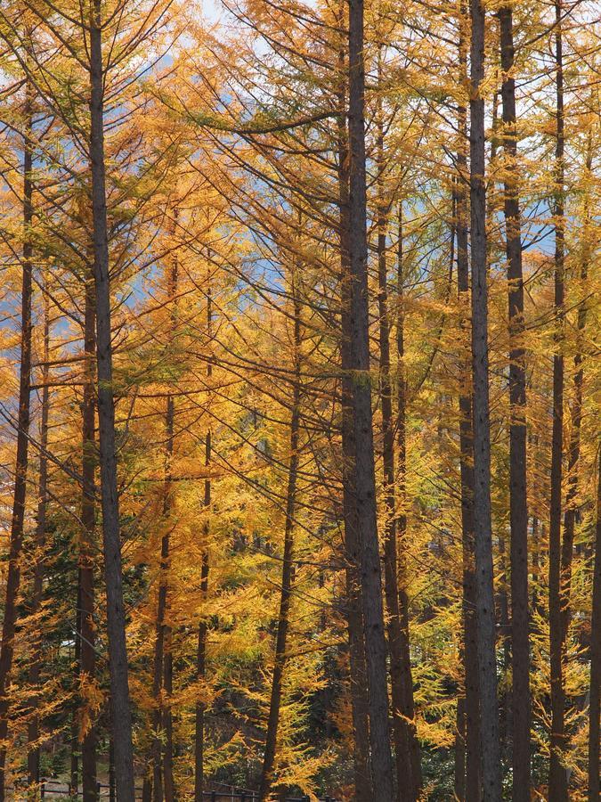 Log Hotel Larch Lake Kanayama Minamifurano Zewnętrze zdjęcie