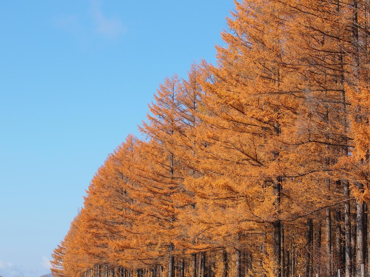 Log Hotel Larch Lake Kanayama Minamifurano Zewnętrze zdjęcie
